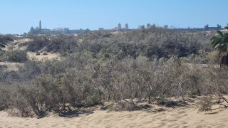 2023-GC--Mapalomas dunas-S123-123.jpg